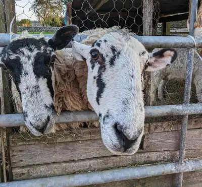 two sheep are looking through a fence at The Dairy at Brackenthwaite Farm in Carnforth