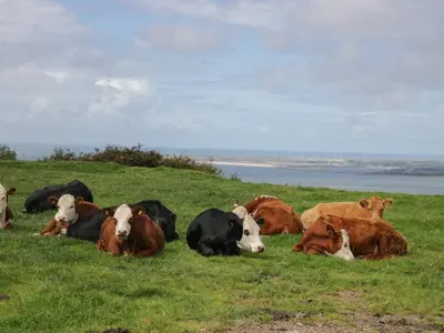 a herd of cows laying in a field of grass at Orchard in Dalton in Furness