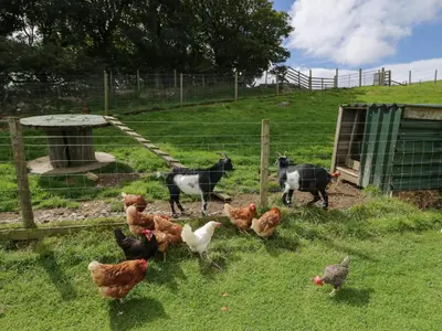 a group of chickens standing in a field at Forest in Dalton in Furness