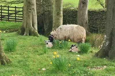a sheep and two lambs in a field with trees at Curlew - Bleasdale in Chipping