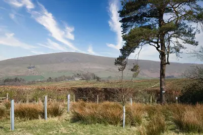 a tree in a field with a hill in the background at Plover - Bleasdale in Chipping