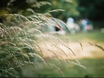 a close up of a blades of grass in a field at The Laurels - Wood Fired Hot Tub and Firepit in Poulton le Fylde