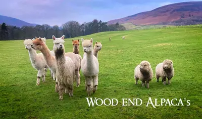 a herd of sheep standing in a field at Hobbit - House Of The Owl - Luxury Lodge with Pool in Longridge