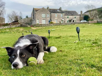 a dog laying in the grass with two tennis balls at The Old Farmhouse at Brackenthwaite Farm in Carnforth