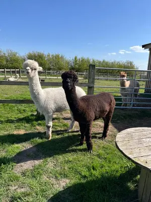 a group of llamas standing in a field at Mill House Farm Pods - Mallard View in Pilling