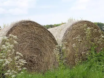 two large bales of hay in a field with flowers at The Shippon in Burscough