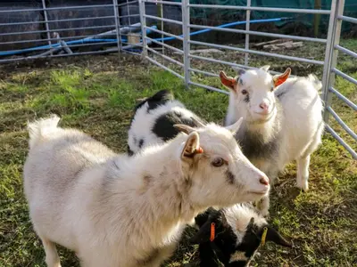 a group of goats standing next to a fence at Beech in Ulverston